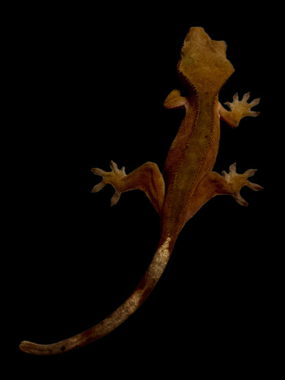 Red Crested Gecko Female