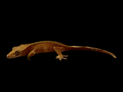 Red Crested Gecko Female