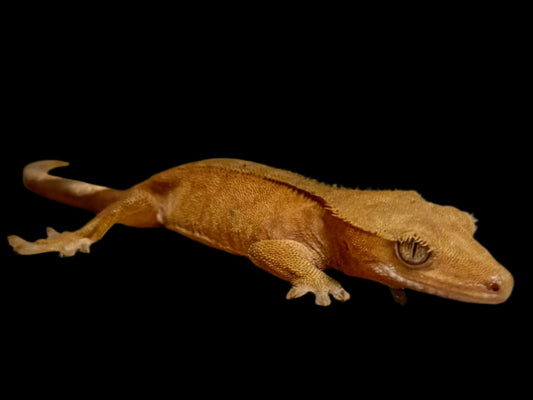 Red Crested Gecko Female