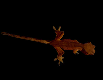 Red Dal Crested Gecko Female