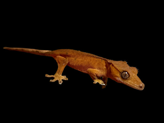 Red Dal Crested Gecko Female