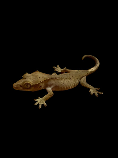 Mardi Gras Crested Gecko Female
