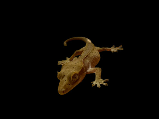 Mardi Gras Crested Gecko Female