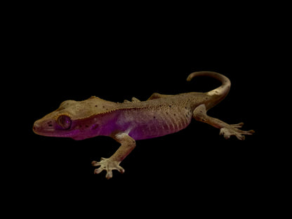 Mardi Gras Crested Gecko Female