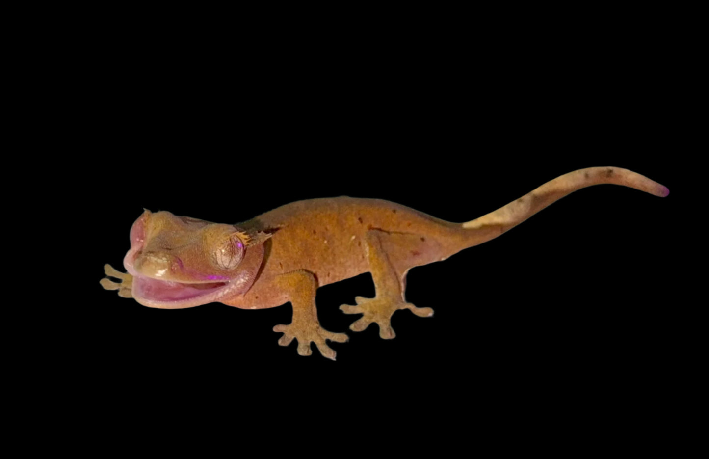 Red Spotted Mardi Gras Crested Gecko Baby Female