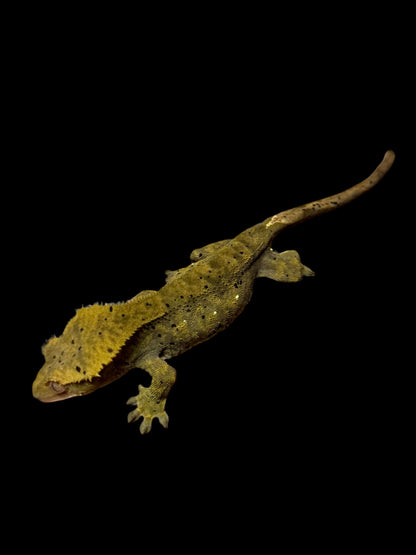 Green Charcoal Dal Crested Gecko Female