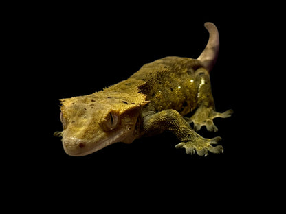 Green Charcoal Dal Crested Gecko Female