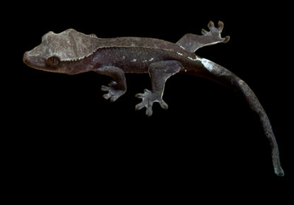 Axanthic Male Crested Gecko