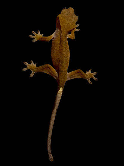 Red Crested Gecko Female