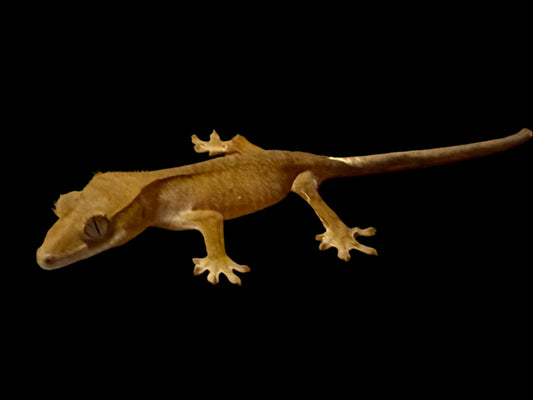 Red Crested Gecko Female