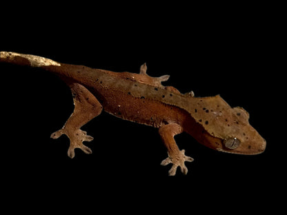 Red Dal Crested Gecko Female