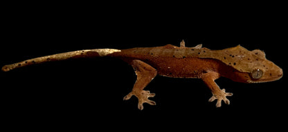 Red Dal Crested Gecko Female