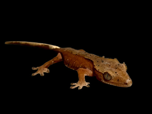 Red Dal Crested Gecko Female