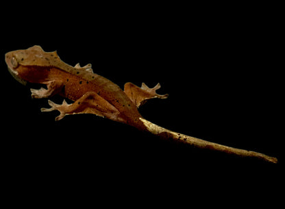 Red Dal Crested Gecko Female