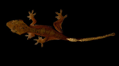 Red Dal Crested Gecko Female