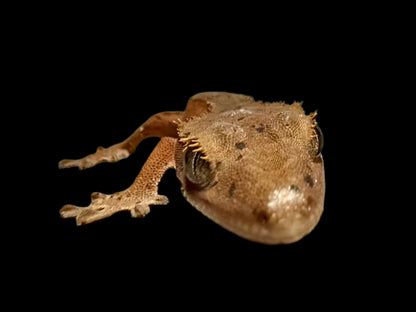 Mardi Gras Crested Gecko Female