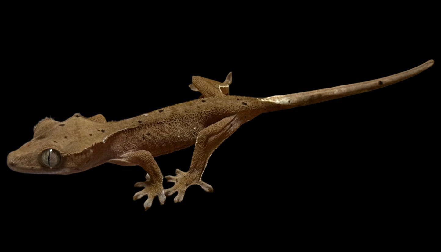 Mardi Gras Crested Gecko Female