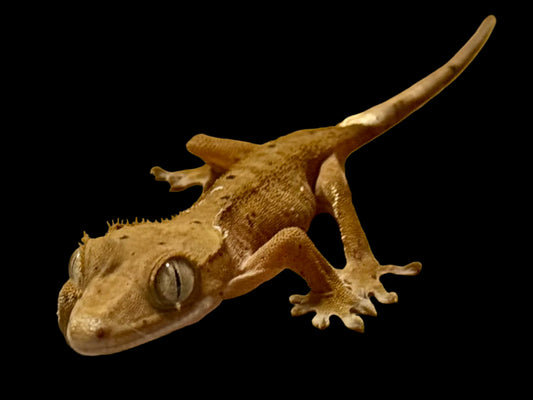 Mardi Gras Crested Gecko Female