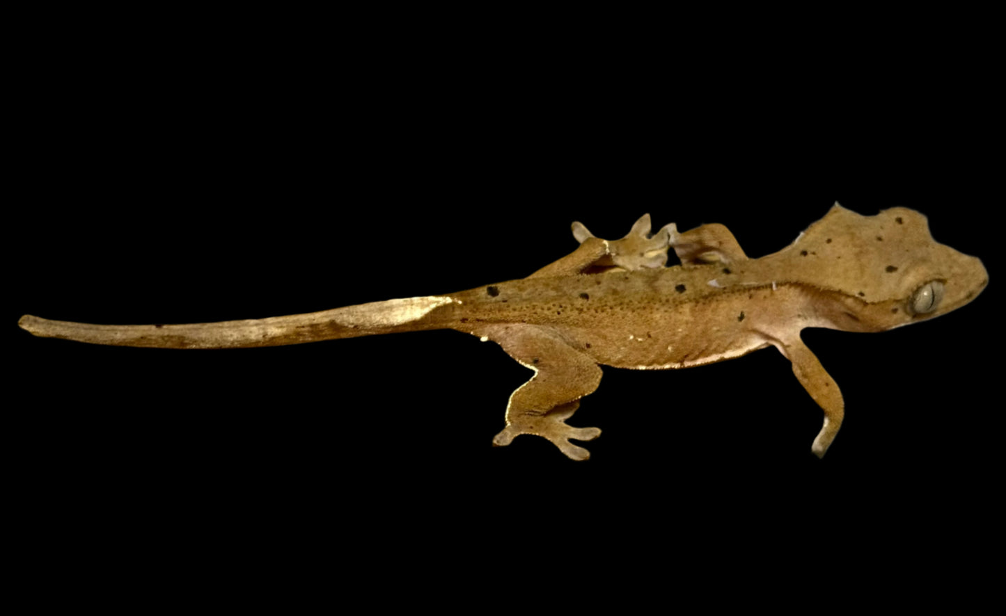 Mardi Gras Crested Gecko Female