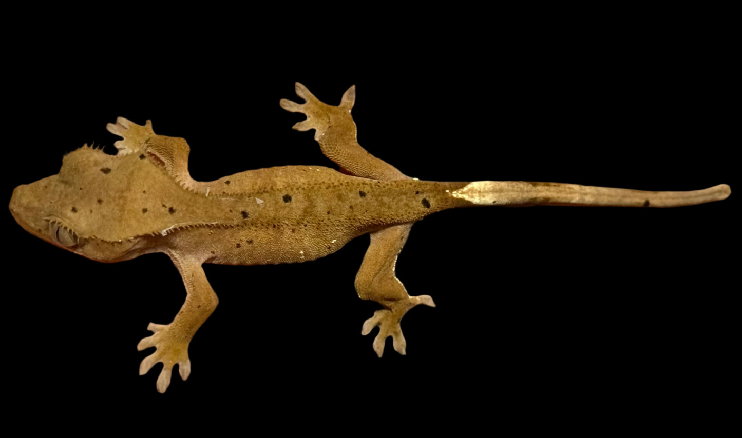 Mardi Gras Crested Gecko Female