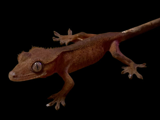 Red Crested Gecko Male