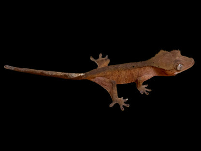 Red Crested Gecko Male