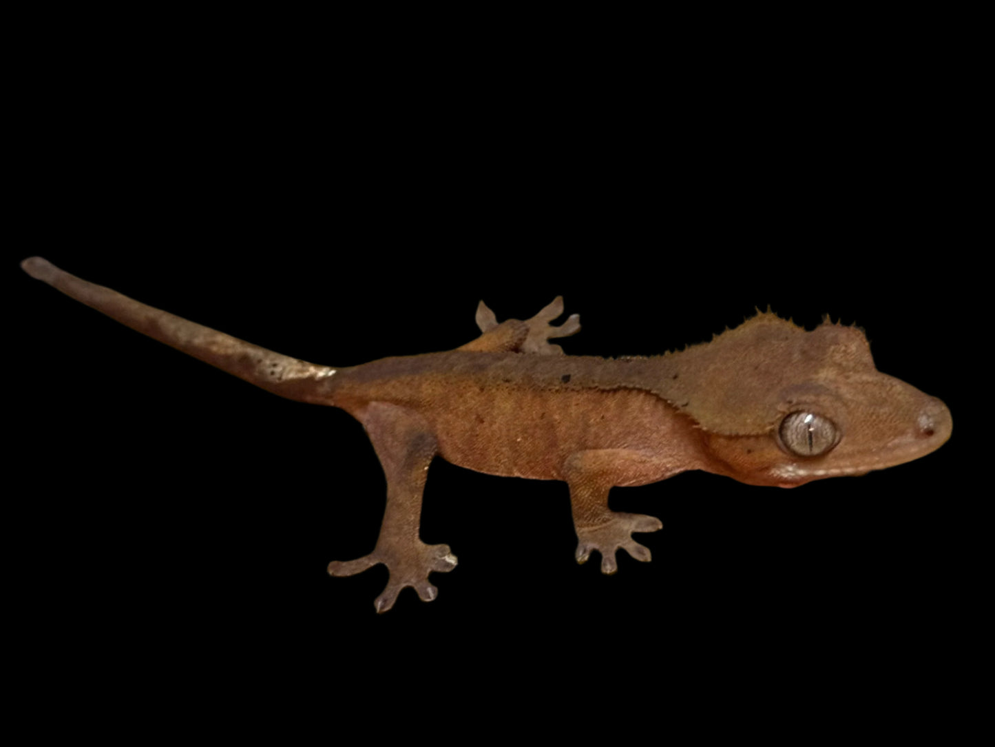 Red Crested Gecko Male