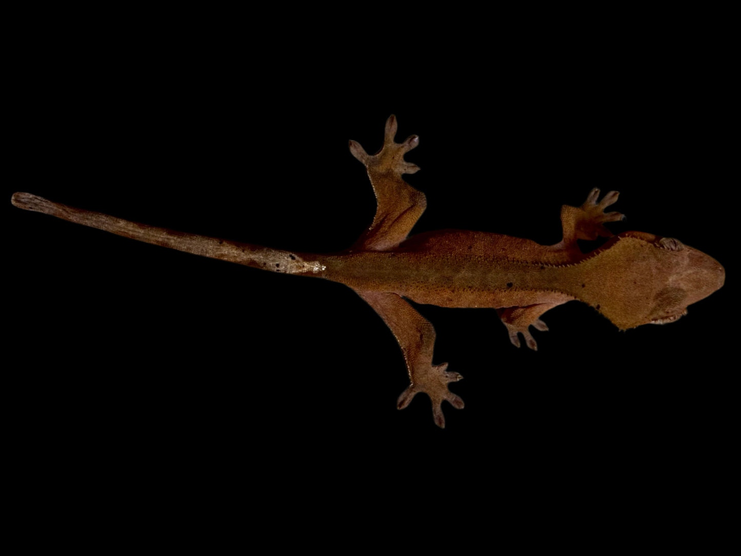 Red Crested Gecko Male