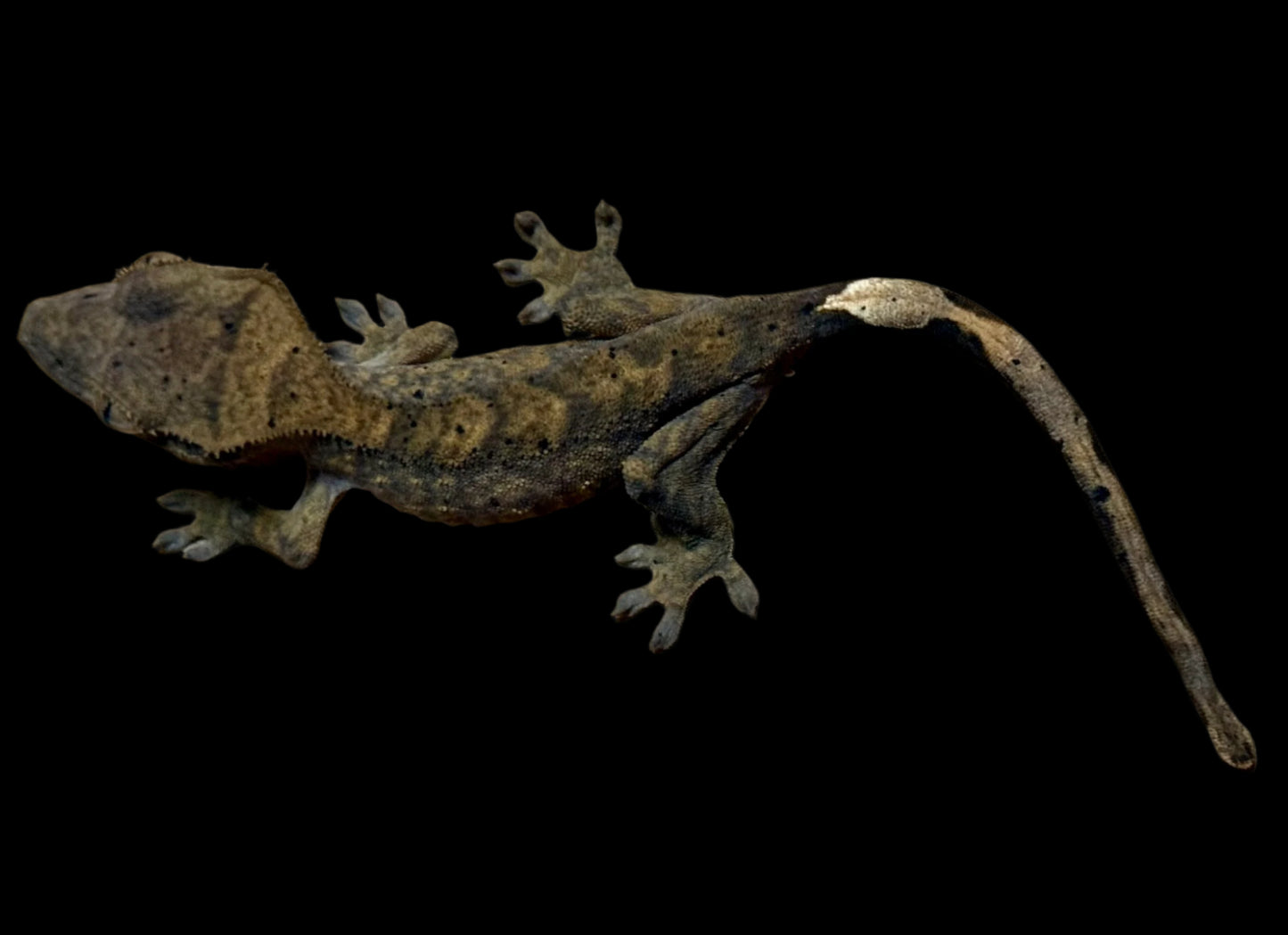 Brindle Dal Crested Gecko