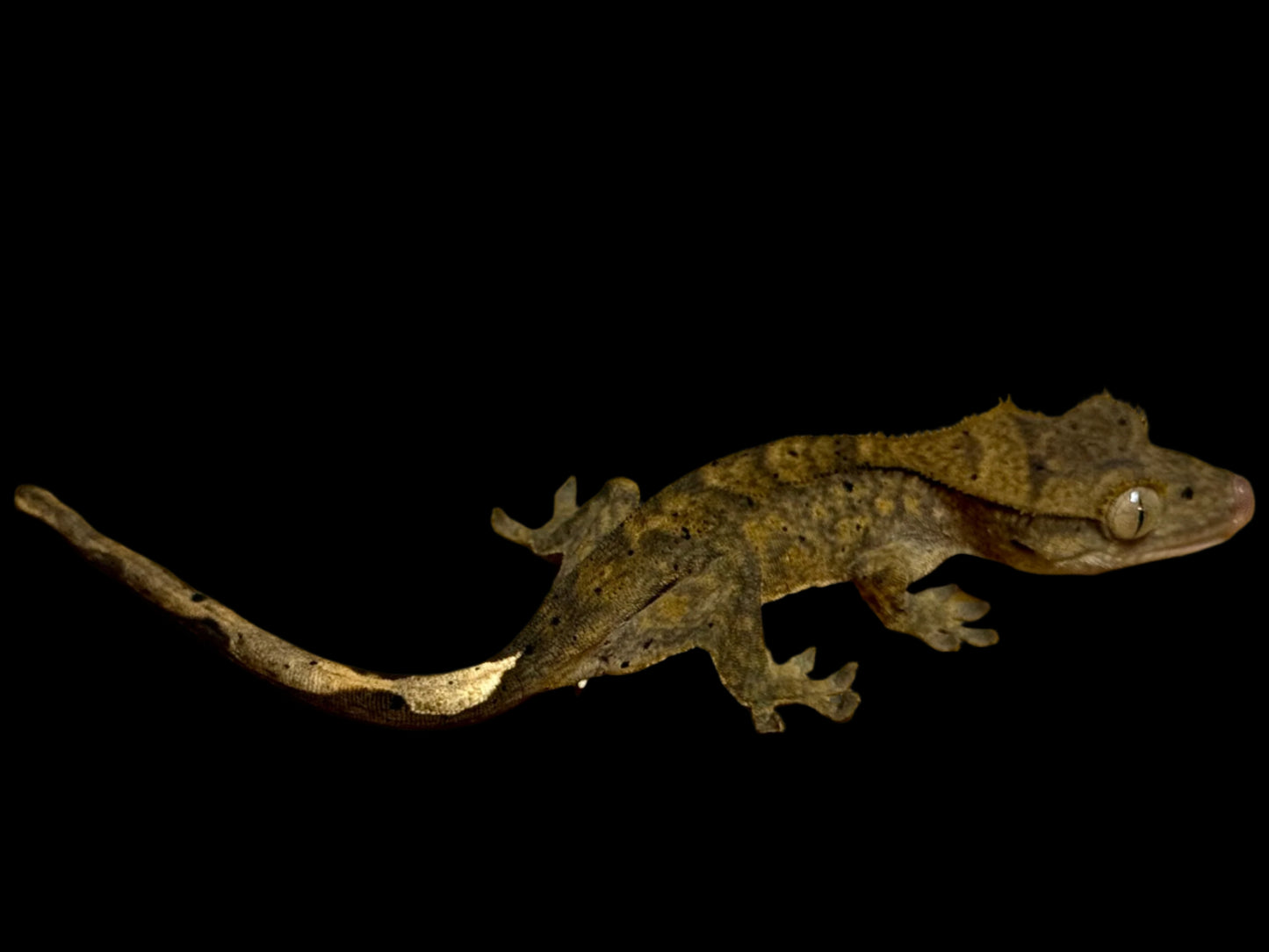 Brindle Dal Crested Gecko