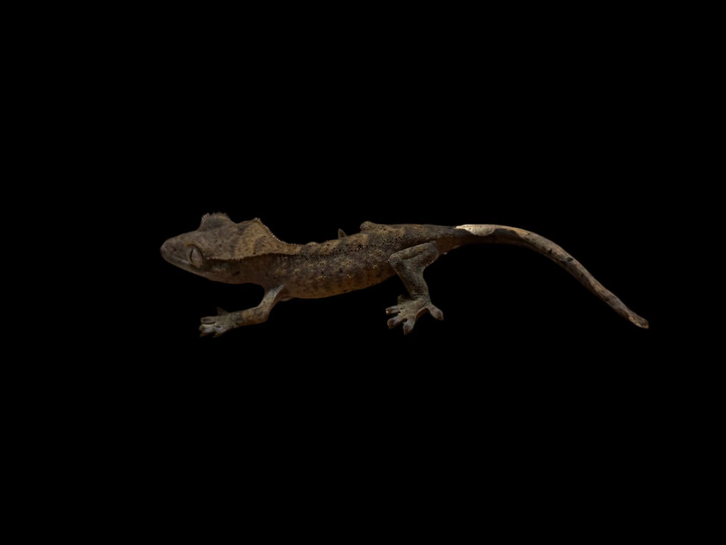 Brindle Dal Crested Gecko