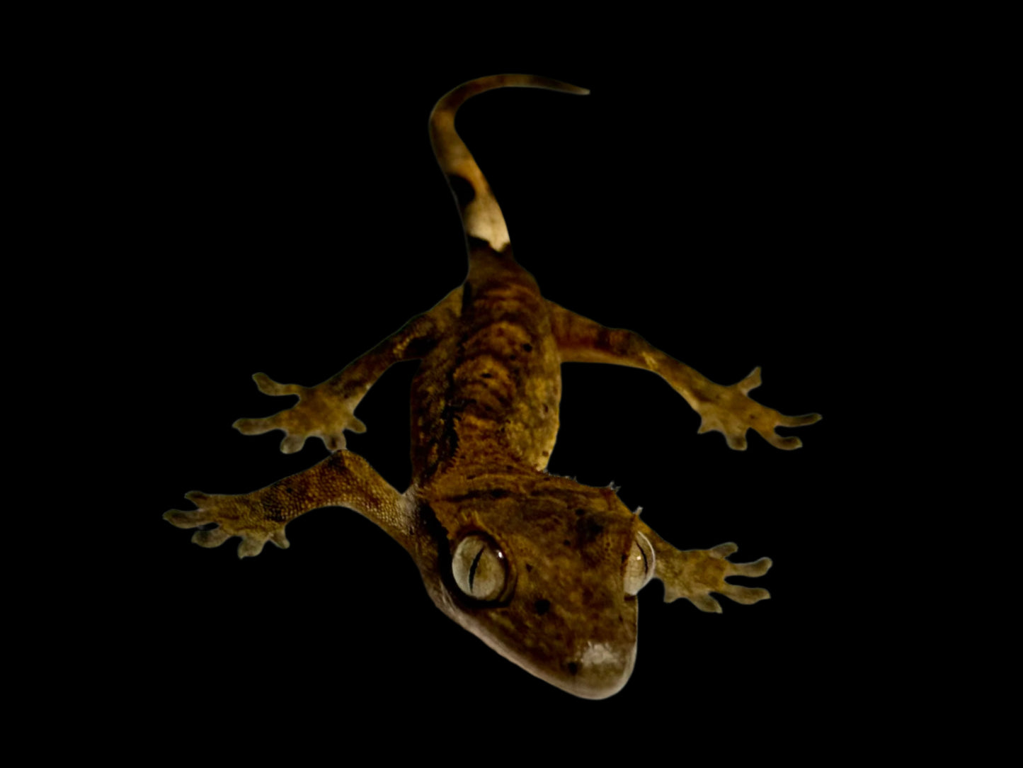 Brindle Dal Crested Gecko