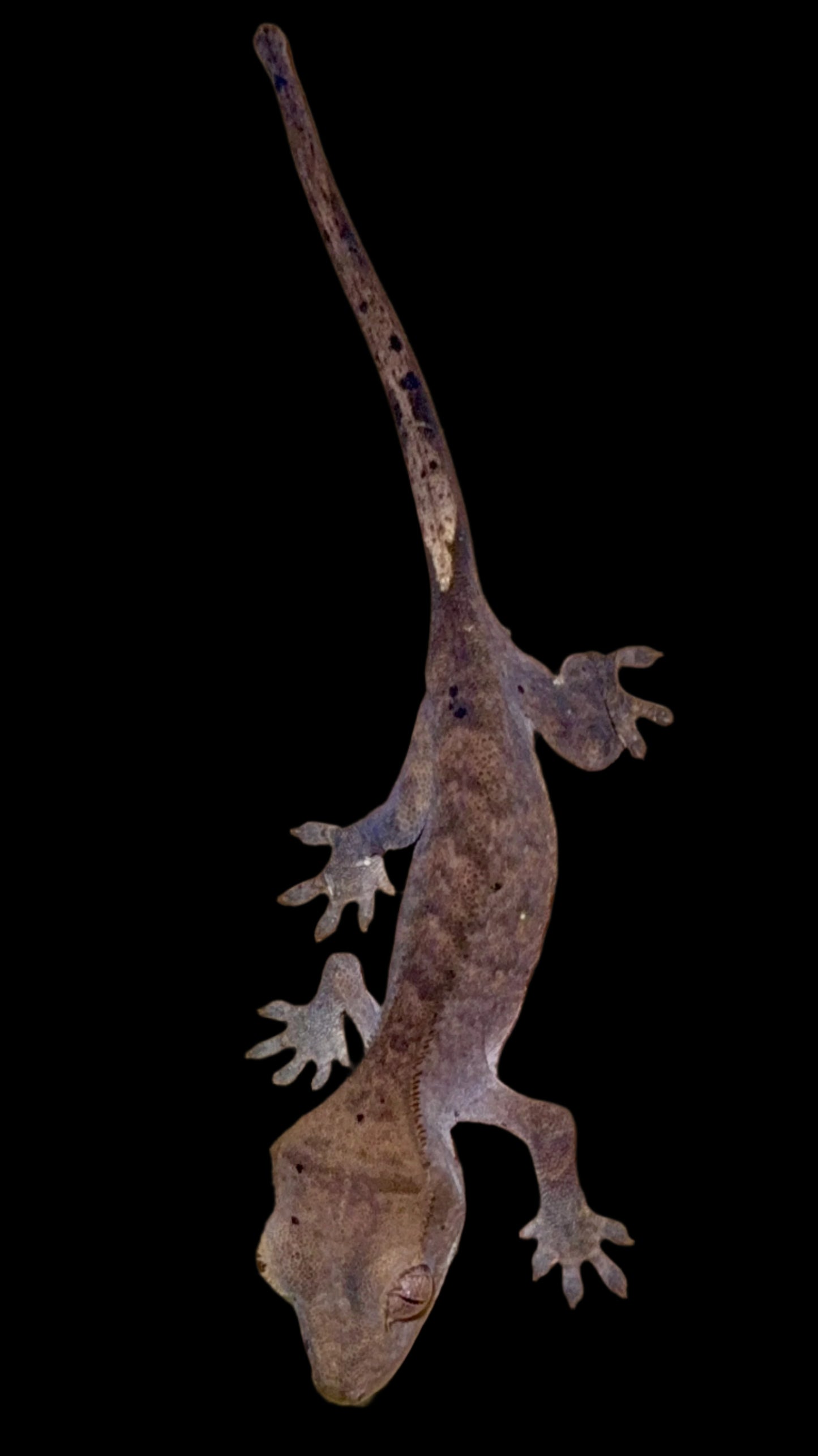 Charcoal Dal Crested Gecko Male