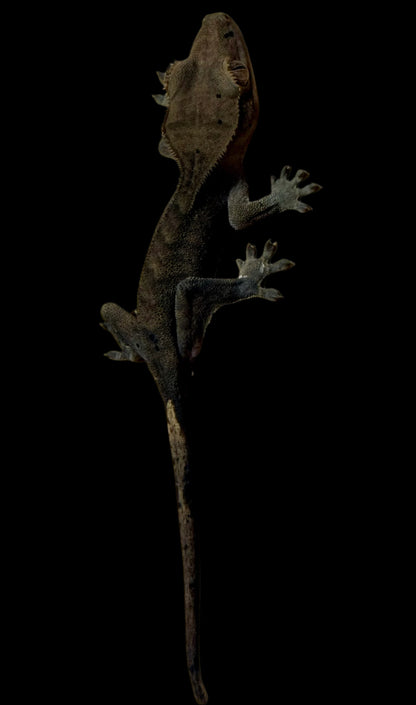 Charcoal Dal Crested Gecko Male