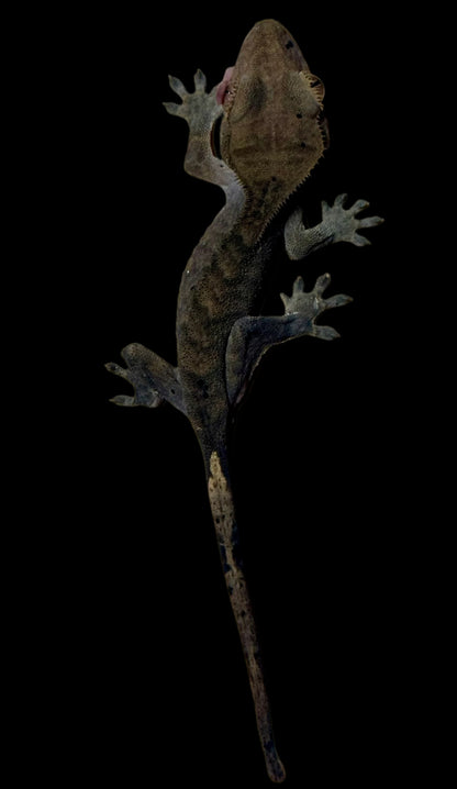 Charcoal Dal Crested Gecko Male