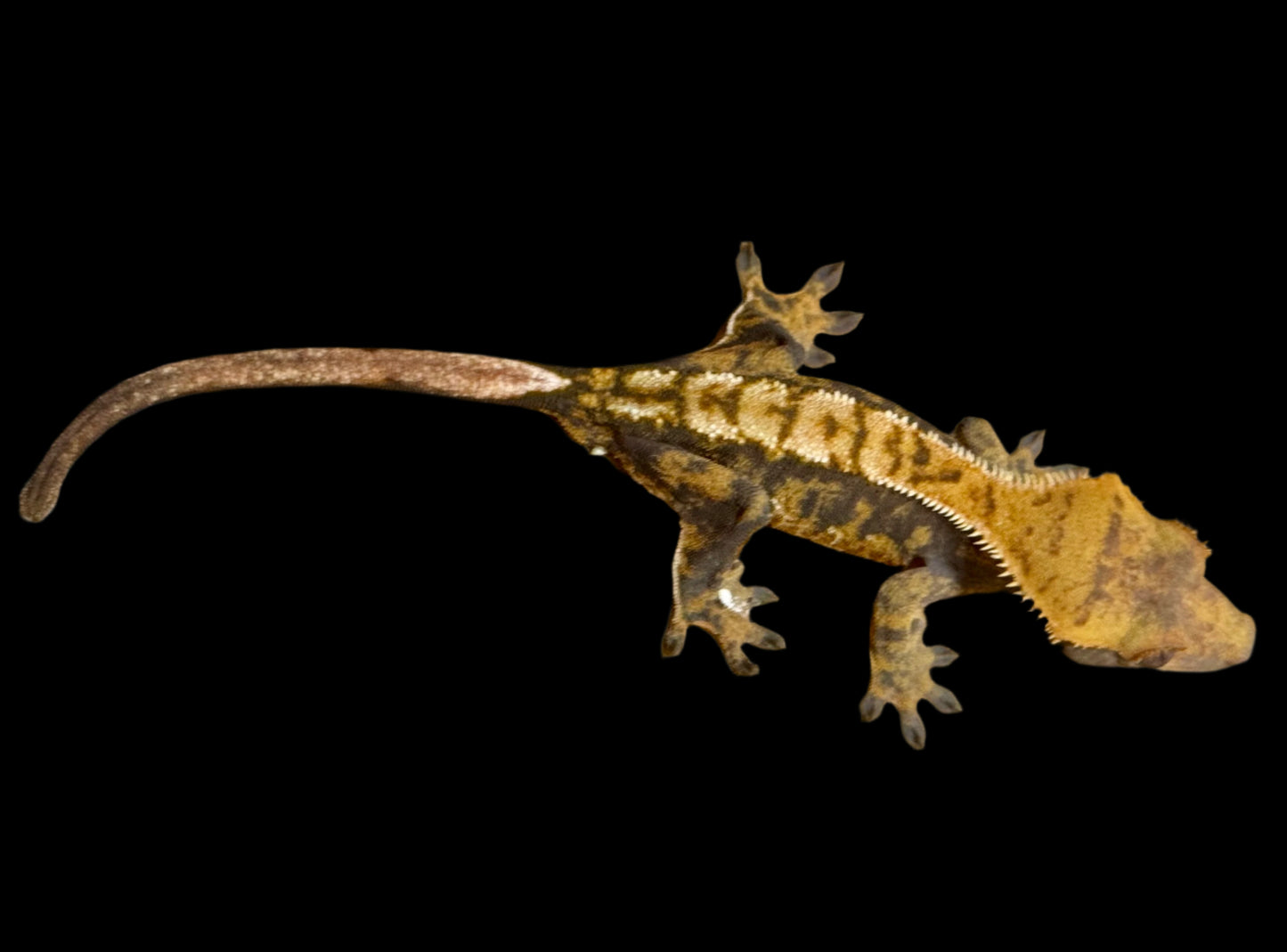 Tangerine Tri Color Crested Gecko Male