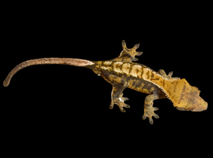 Tangerine Tri Color Crested Gecko Male