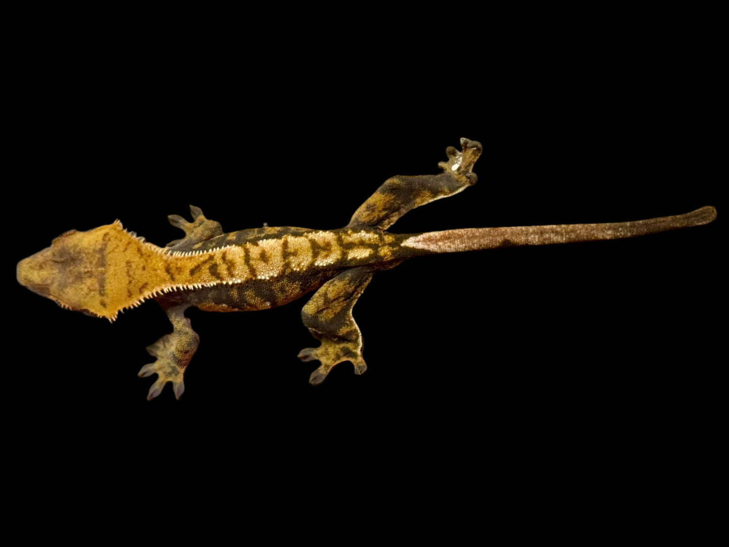 Tangerine Tri Color Crested Gecko Male