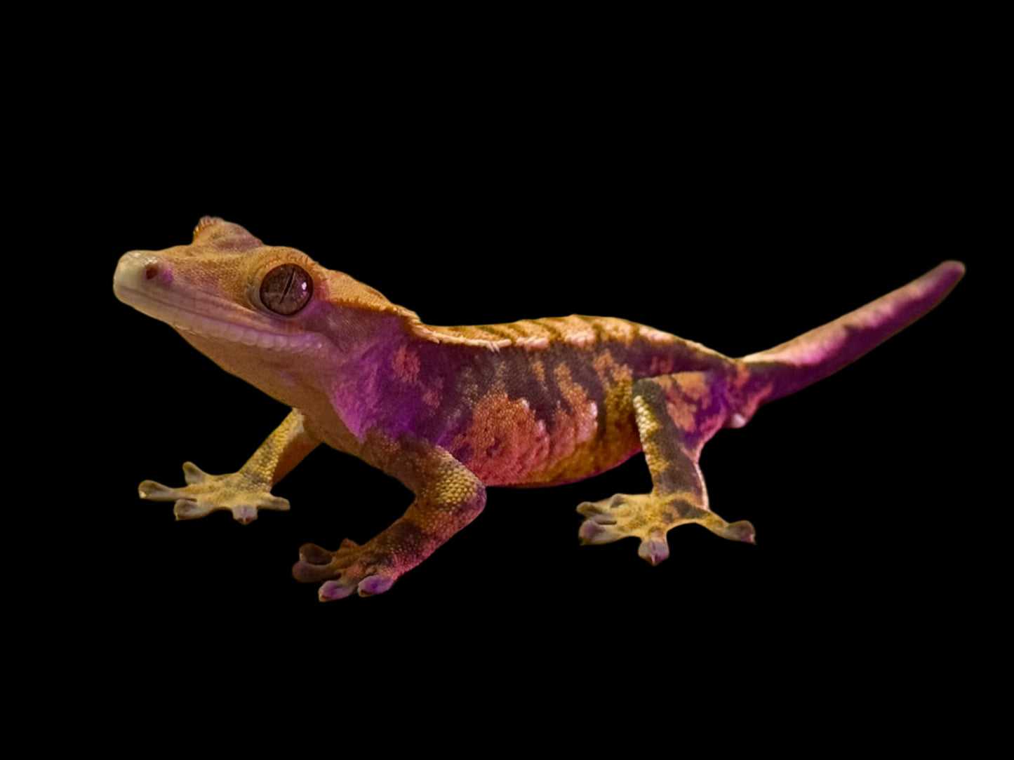 Tangerine Tri Color Crested Gecko Male