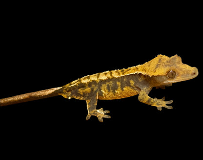 Tangerine Tri Color Crested Gecko Male