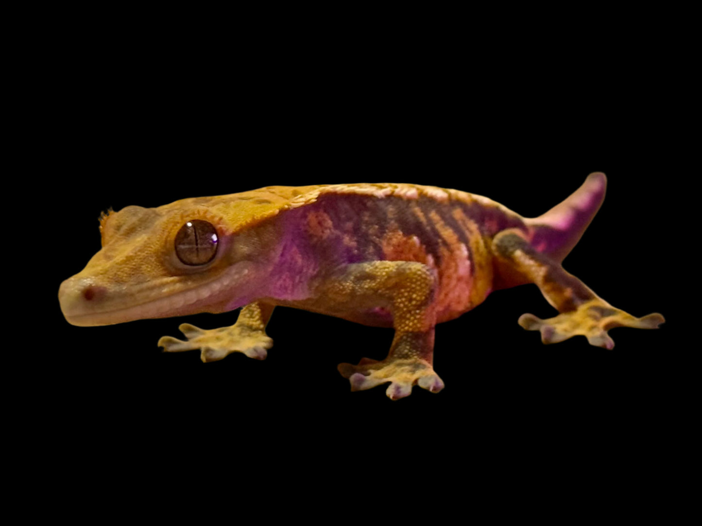 Tangerine Tri Color Crested Gecko Male