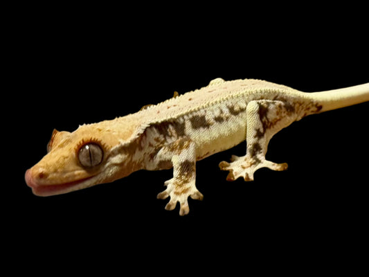 High Lily White Crested Gecko