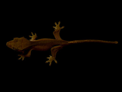 Dark Back Red Crested Gecko