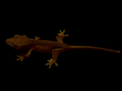 Dark Back Red Crested Gecko