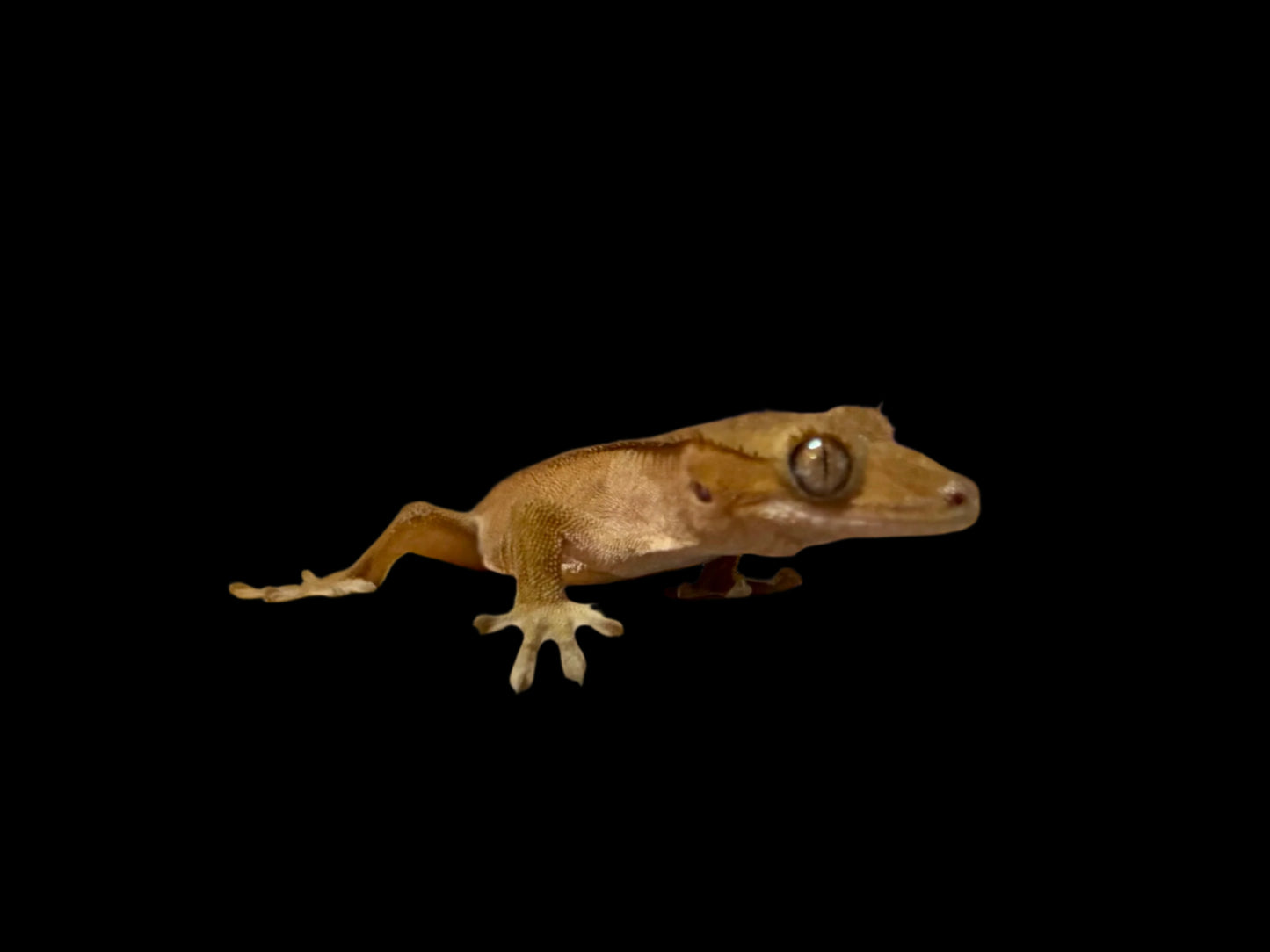 Dark Back Red Crested Gecko