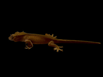 Dark Back Red Crested Gecko