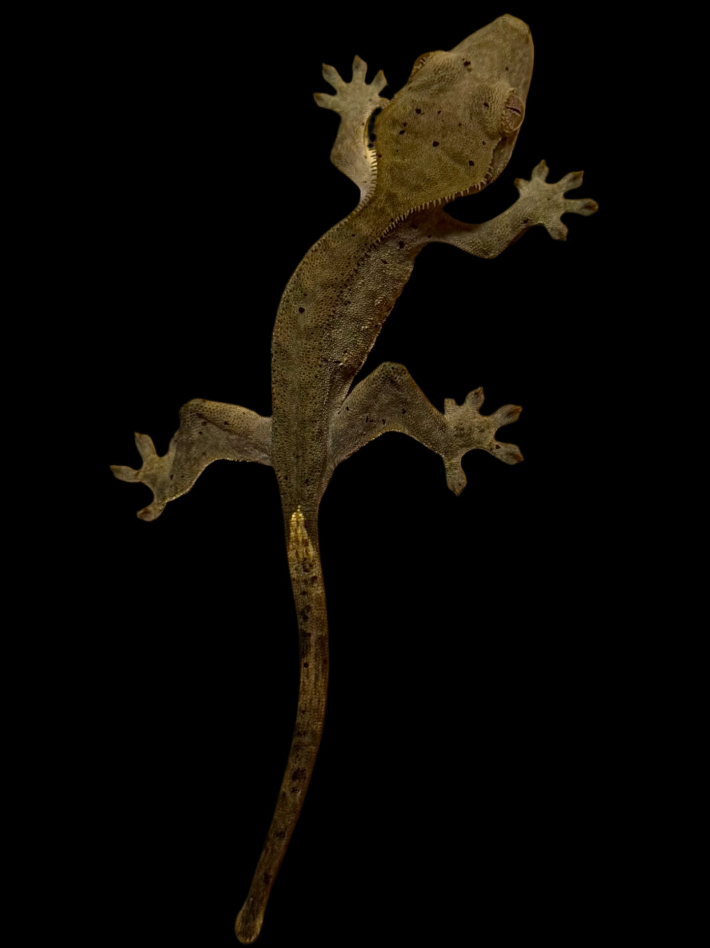 Charcoal Dal Crested Gecko Female