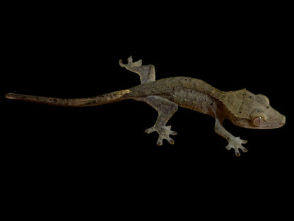 Charcoal Dal Crested Gecko Female