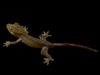 Charcoal Dal Crested Gecko Female