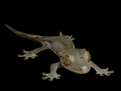 Charcoal Dal Crested Gecko Female